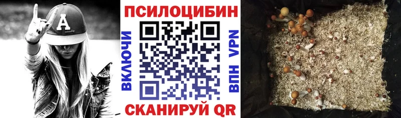 закладки Навашино Галлюциногенные грибы Psilocybe